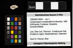 Foto (Objekt + Etiketten) von Cycloprosopon complanatiforme (Moericke, 1889) 